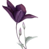 Gedroogde bloemen Waterverf Bridal Shower Invitati Kaart