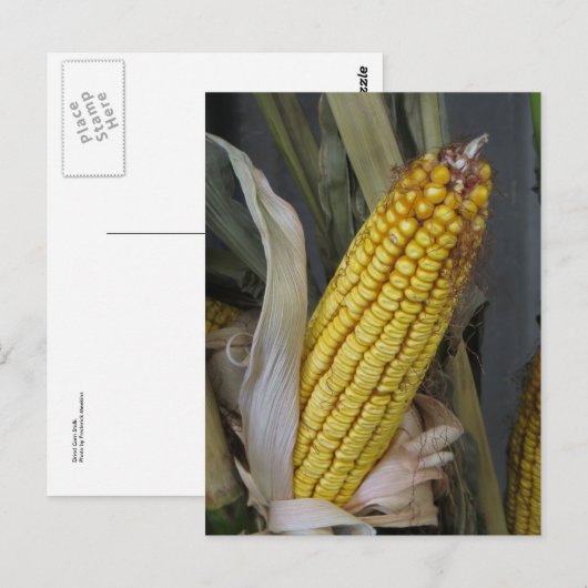Gedroogde corn Stalk Briefkaart (Voorkant / Achterkant)