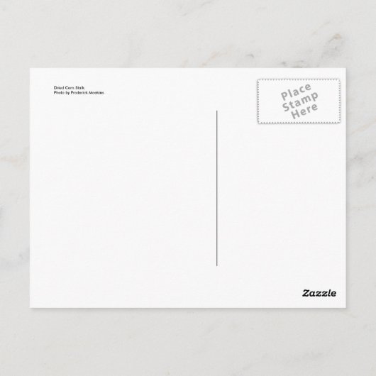 Gedroogde corn Stalk Briefkaart (Achterkant)