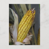 Gedroogde corn Stalk Briefkaart (Voorkant)