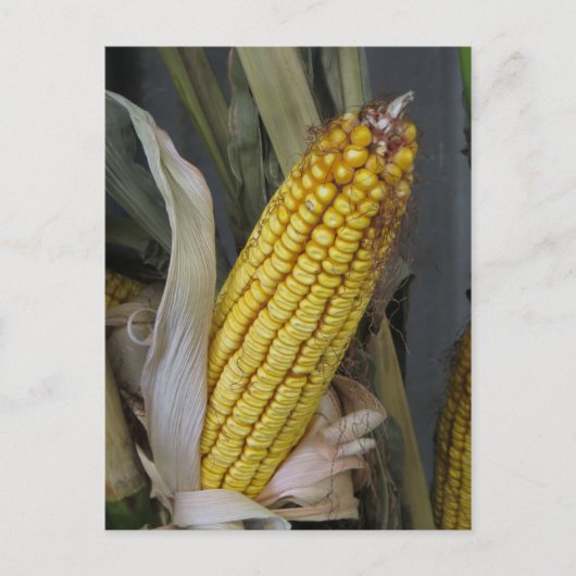 Gedroogde corn Stalk Briefkaart (Voorkant)