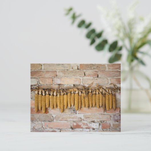 Gedroogde corncobs briefkaart (Staand voorkant)
