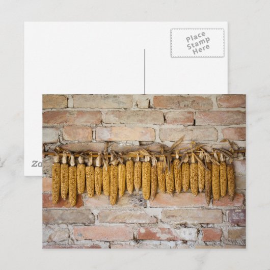 Gedroogde corncobs briefkaart (Voorkant / Achterkant)