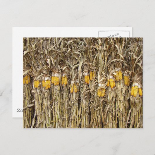 Gedroogde cornflak-decorpties briefkaart (Voorkant / Achterkant)