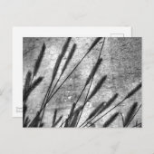 Gedroogde grasbetonwand zwart en wit briefkaart (Voorkant / Achterkant)