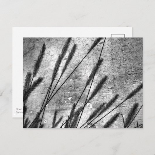 Gedroogde grasbetonwand zwart en wit briefkaart (Voorkant / Achterkant)
