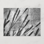 Gedroogde grasbetonwand zwart en wit briefkaart (Voorkant)