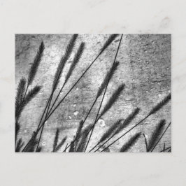 Gedroogde grasbetonwand zwart en wit briefkaart