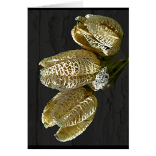 Gedroogde Lily Seed Pods