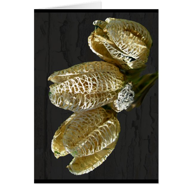 Gedroogde Lily Seed Pods (Voorkant)