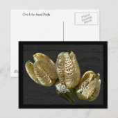 Gedroogde Lily Seed Pods Briefkaart (Voorkant / Achterkant)