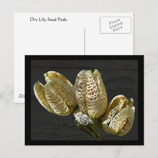 Gedroogde Lily Seed Pods Briefkaart (Voorkant / Achterkant)