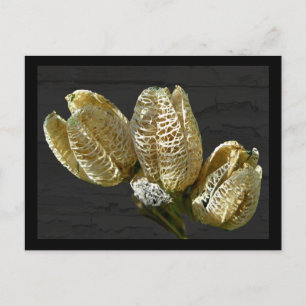Gedroogde Lily Seed Pods Briefkaart
