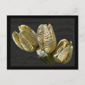 Gedroogde Lily Seed Pods Briefkaart (Voorkant)