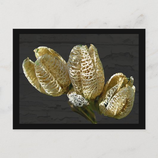 Gedroogde Lily Seed Pods Briefkaart (Voorkant)