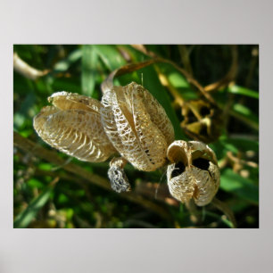 Gedroogde Lily Seed Pods Poster