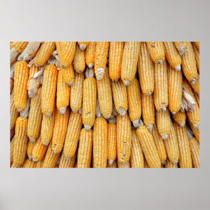 Gedroogde maïs die gestapeld was. poster