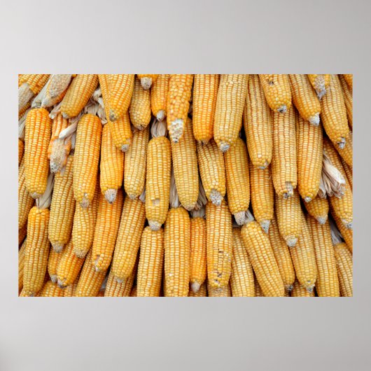 Gedroogde maïs die gestapeld was. poster (Voorkant)