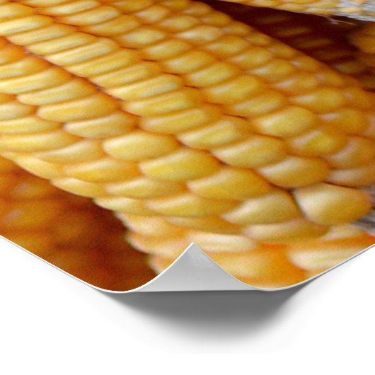 Gedroogde maïs die gestapeld was. poster (Hoek)