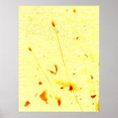 gedroogde papaver en zonneklaar Poster (Voorkant)