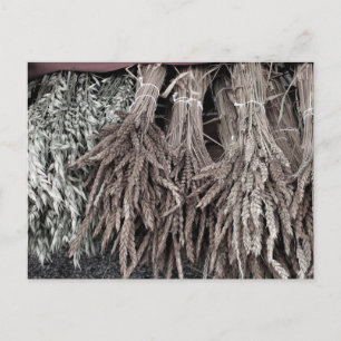 Gedroogde Planten voor Decoratie Briefkaart