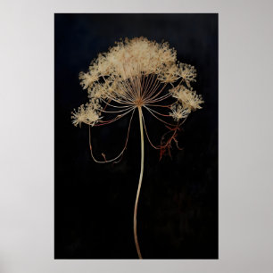Gedroogde Queen's Lace Bloem Donkere Academie, Don Poster