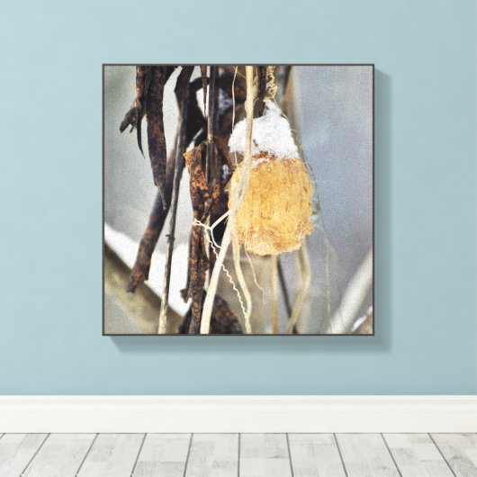 Gedroogde wildeknollen wijnzegenzaad in de winter canvas afdruk (Insitu (Houten vloer))