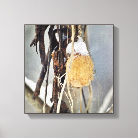 Gedroogde wildeknollen wijnzegenzaad in de winter canvas afdruk (Voorkant)