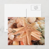 Gedroogde zeeen sterren verkocht als souvenirs 2 briefkaart (Voorkant / Achterkant)
