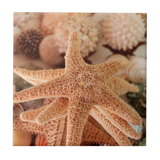 Gedroogde zeesterren verkocht als souvenirs tegeltje (Voorkant)