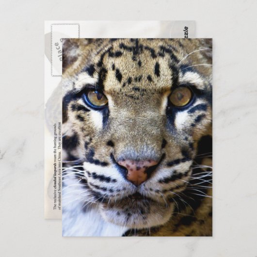 Gedrukte luipsplaat briefkaart (Voorkant / Achterkant)