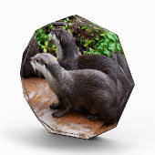 *Geduld aan het water: twee kleine grijze otters Fotoblokken (Rechts)