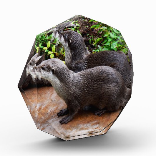 *Geduld aan het water: twee kleine grijze otters Fotoblokken (Links)