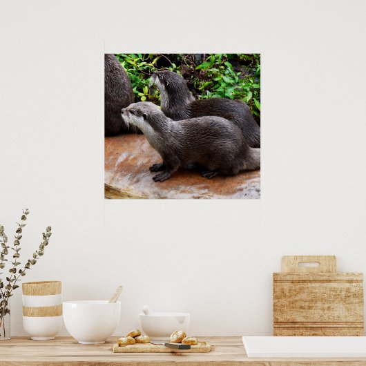 *Geduld aan het water: twee kleine grijze otters Poster (Keuken)