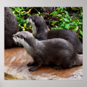 *Geduld aan het water: twee kleine grijze otters Poster (Voorkant)