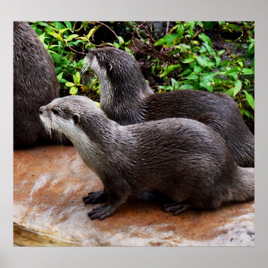 *Geduld aan het water: twee kleine grijze otters Poster (Voorkant)