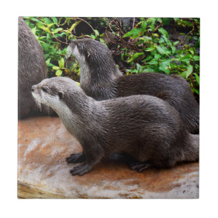 **"Geduld bij het water: Twee kleine grijze otters Tegeltje