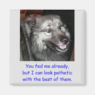 Geef de hondenmagneet niet te eten magneet