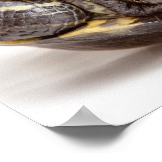 Geef de Turtle Enmoegement niet op Poster (Hoek)