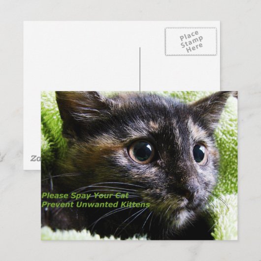 Geef je kat door zodat je geen ongewenste Kittens  Briefkaart (Voorkant / Achterkant)