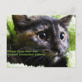 Geef je kat door zodat je geen ongewenste Kittens  Briefkaart (Voorkant)