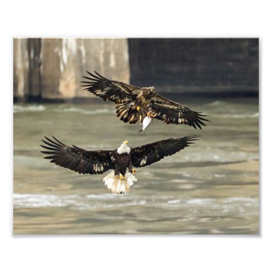 Geef me die vis. (Eagle Chase) Foto Afdruk (Voorkant)