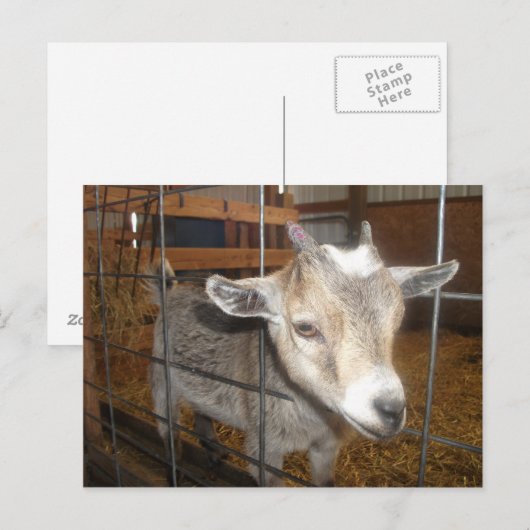 Geef me het voer! briefkaart (Voorkant / Achterkant)