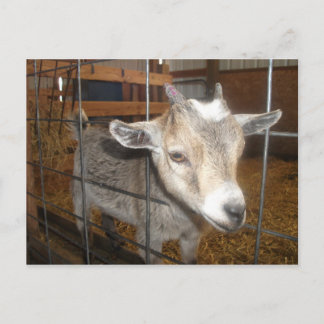 Geef me het voer! briefkaart