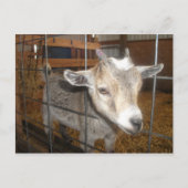 Geef me het voer! briefkaart (Voorkant)