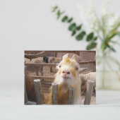 Geef me het voer! Geiten Briefkaart (Staand voorkant)