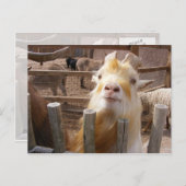 Geef me het voer! Geiten Briefkaart (Voorkant / Achterkant)