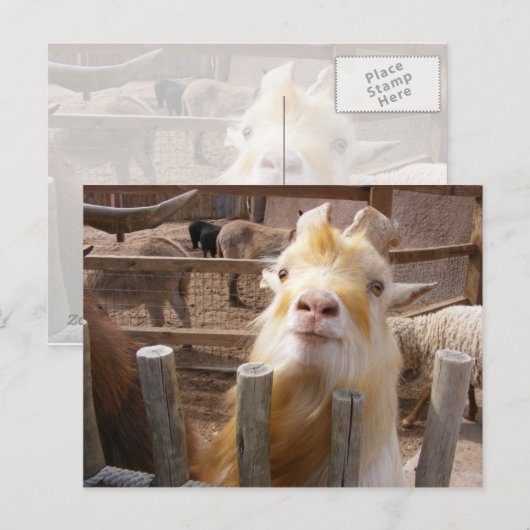 Geef me het voer! Geiten Briefkaart (Voorkant / Achterkant)