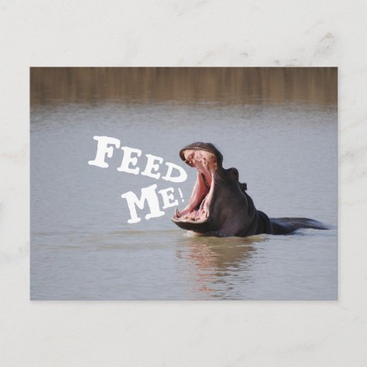 Geef me te eten! Funny Hippo Briefkaart (Voorkant)