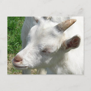 Geef me wat schaduwen briefkaart